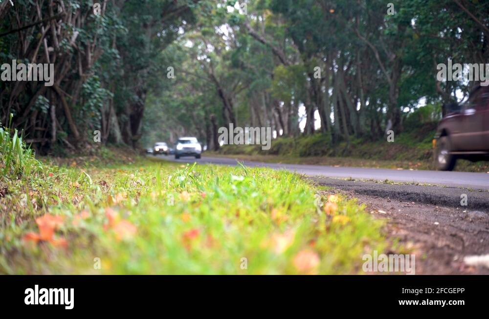 Hawaiian Road Through Dense Forest, Jungle Canopy Overhang Tunnel Stock