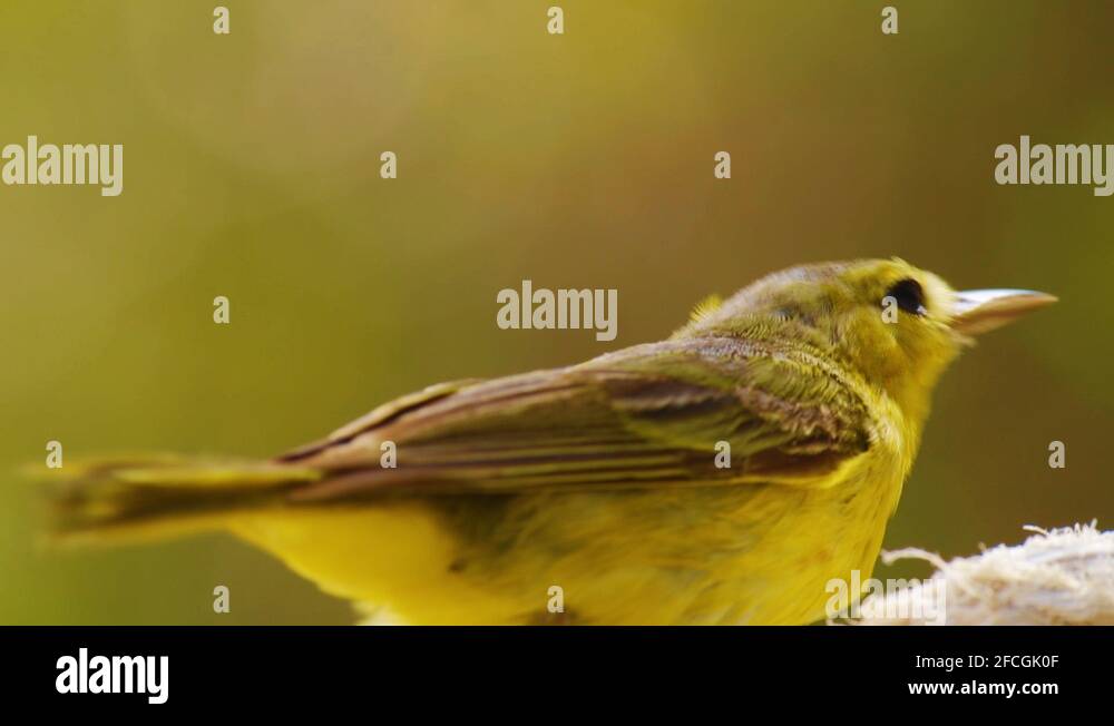Bird chasing Stock Videos & Footage - HD and 4K Video Clips - Alamy