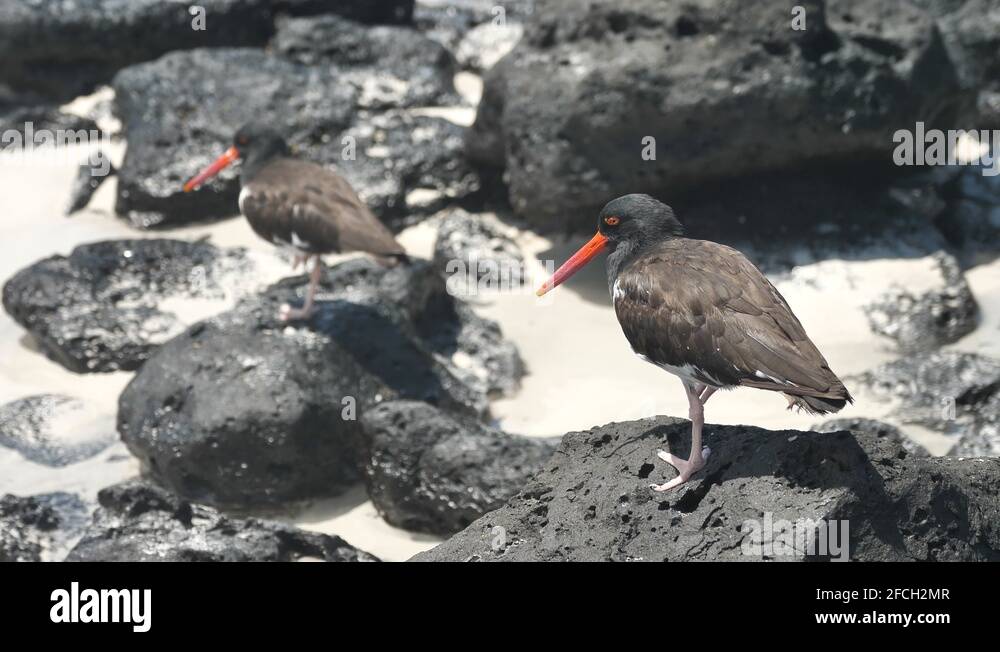 Evolution of bird beaks Stock Videos & Footage - HD and 4K Video Clips ...