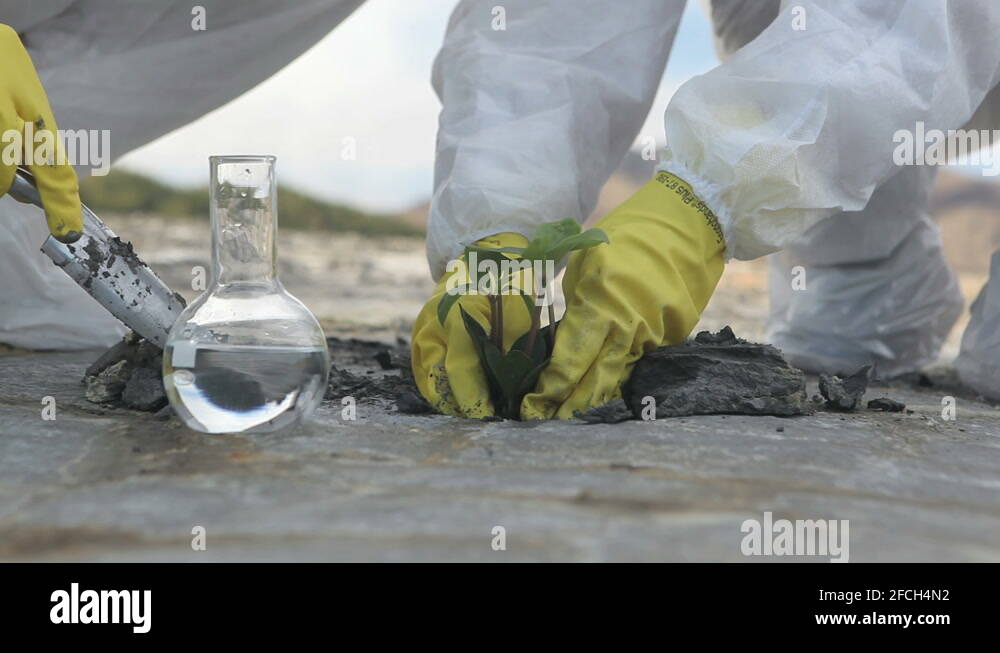 Reforestation reforestation Stock Videos & Footage HD and 4K Video