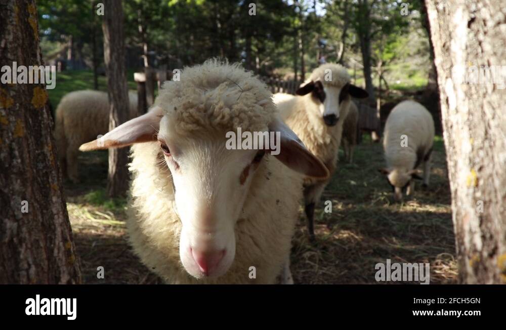 Fat tail sheep Stock Videos & Footage - HD and 4K Video Clips - Alamy