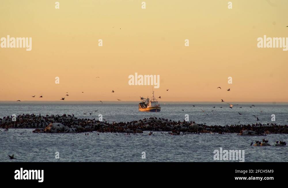 Catching flying fish Stock Videos & Footage HD and 4K Video Clips Alamy