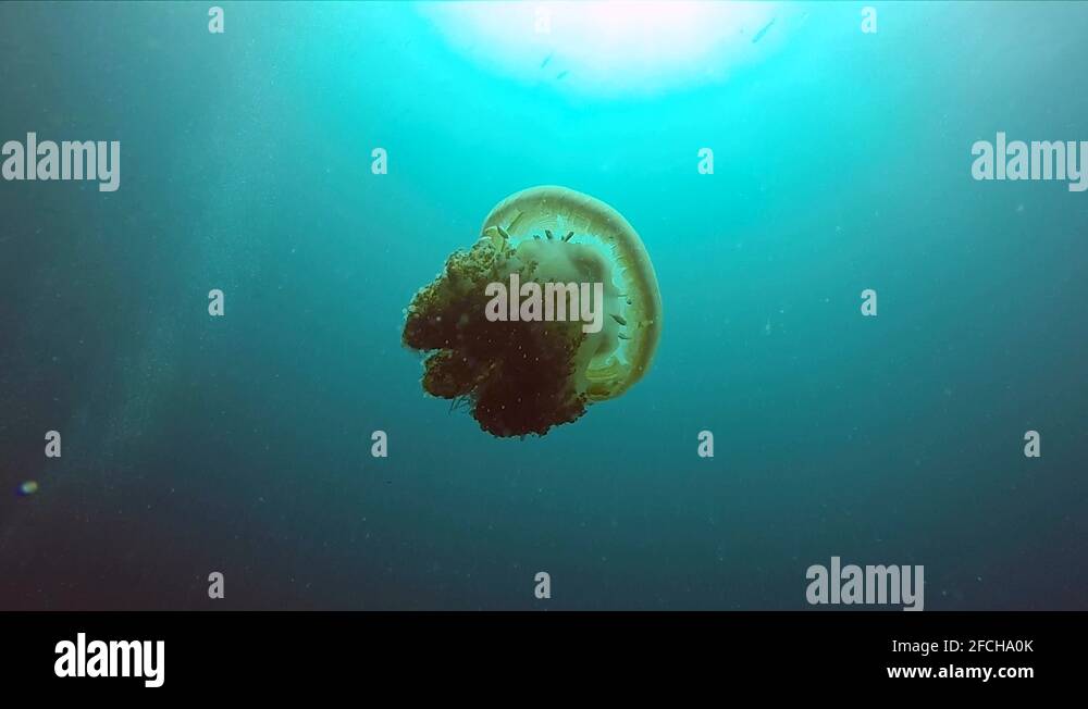 Reef safe fish Stock Videos & Footage HD and 4K Video Clips Alamy