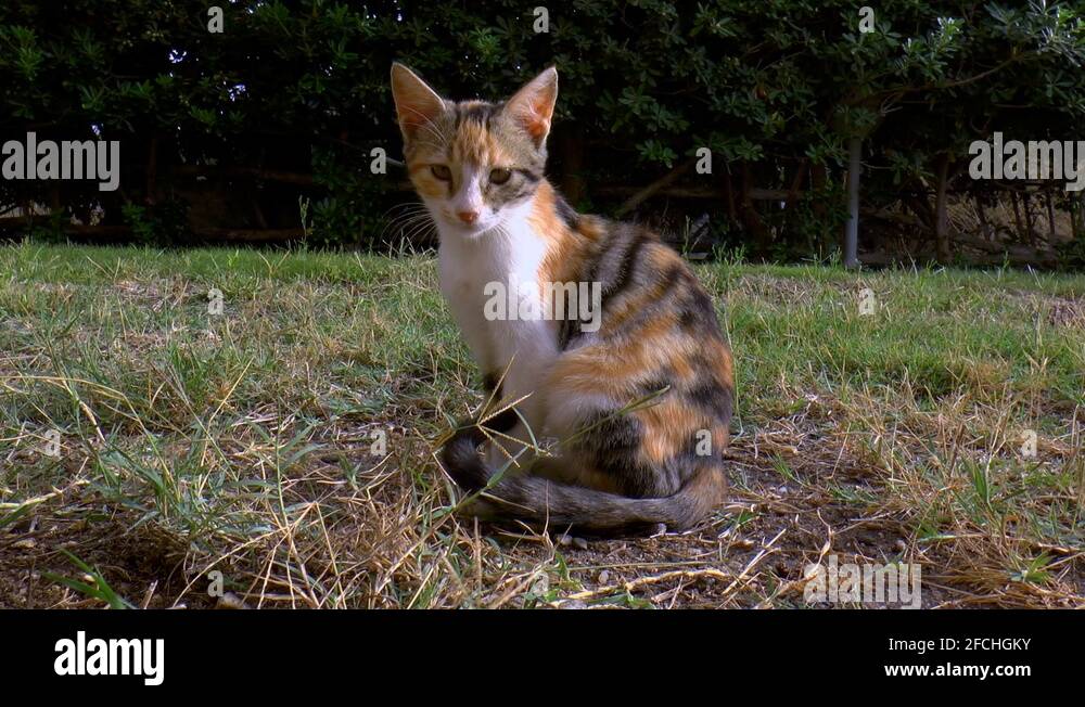 Calico fur pattern Stock Videos & Footage - HD and 4K Video Clips - Alamy