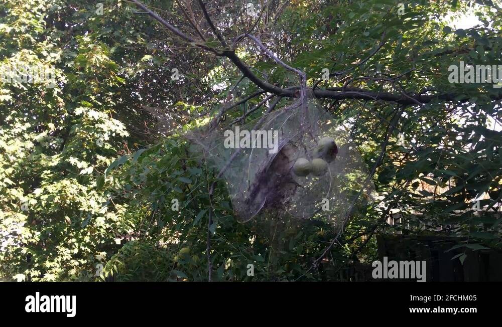 Eastern tent caterpillar nest Stock Videos & Footage HD and 4K Video