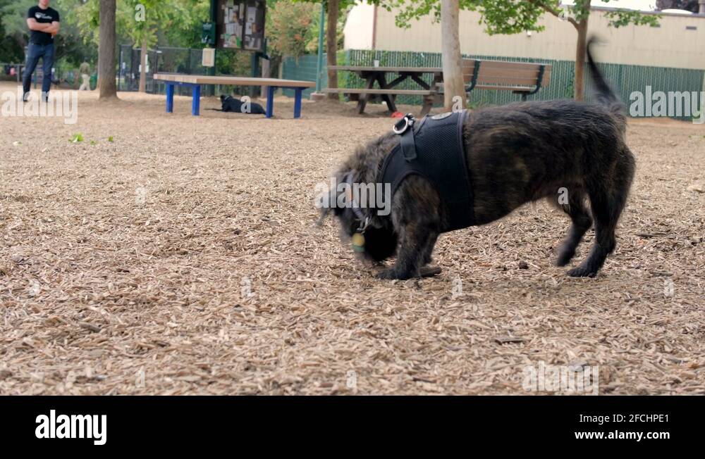 Dog sniffing ground in dog park, digging a hole Stock Video Footage Alamy
