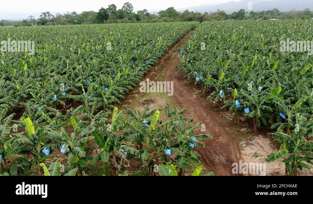 Banana plantation ecuador ripe Stock Videos & Footage HD and 4K Video