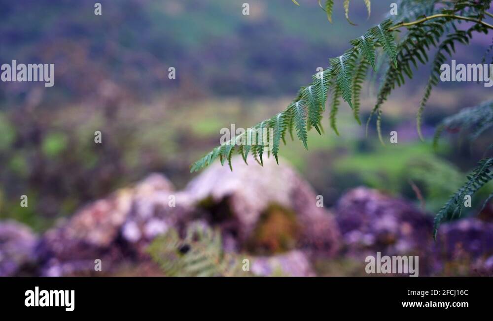 Bracken lake district Stock Videos & Footage HD and 4K Video Clips