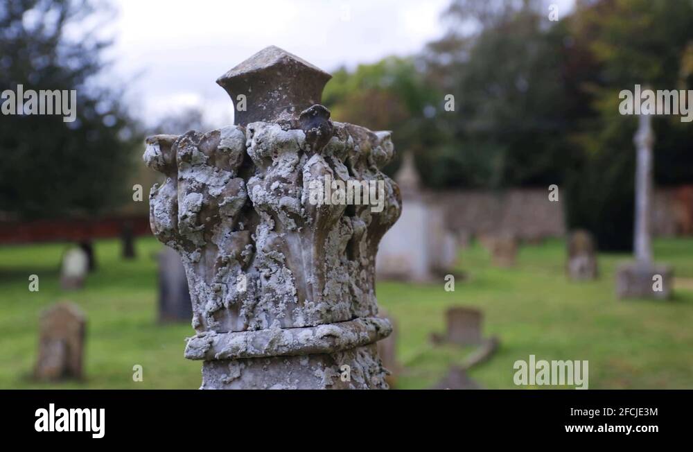 Mossy head Stock Videos & Footage HD and 4K Video Clips Alamy