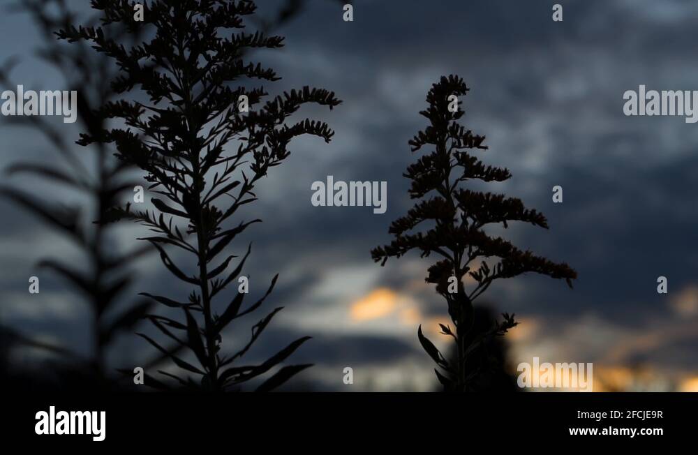 Sway back Stock Videos & Footage HD and 4K Video Clips Alamy