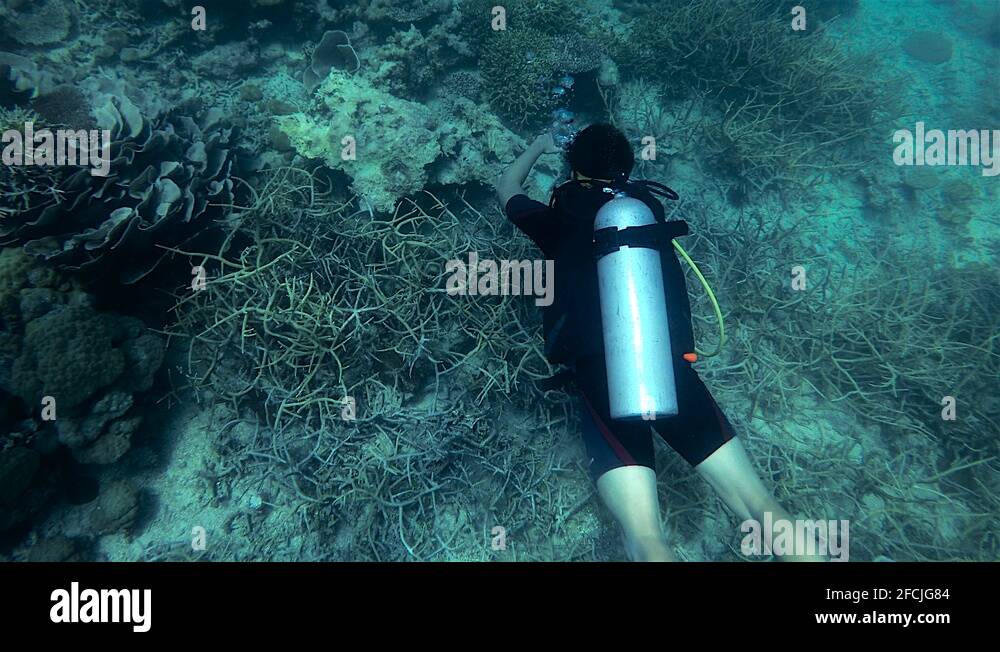 Scuba diver bubbles tank Stock Videos & Footage HD and 4K Video Clips