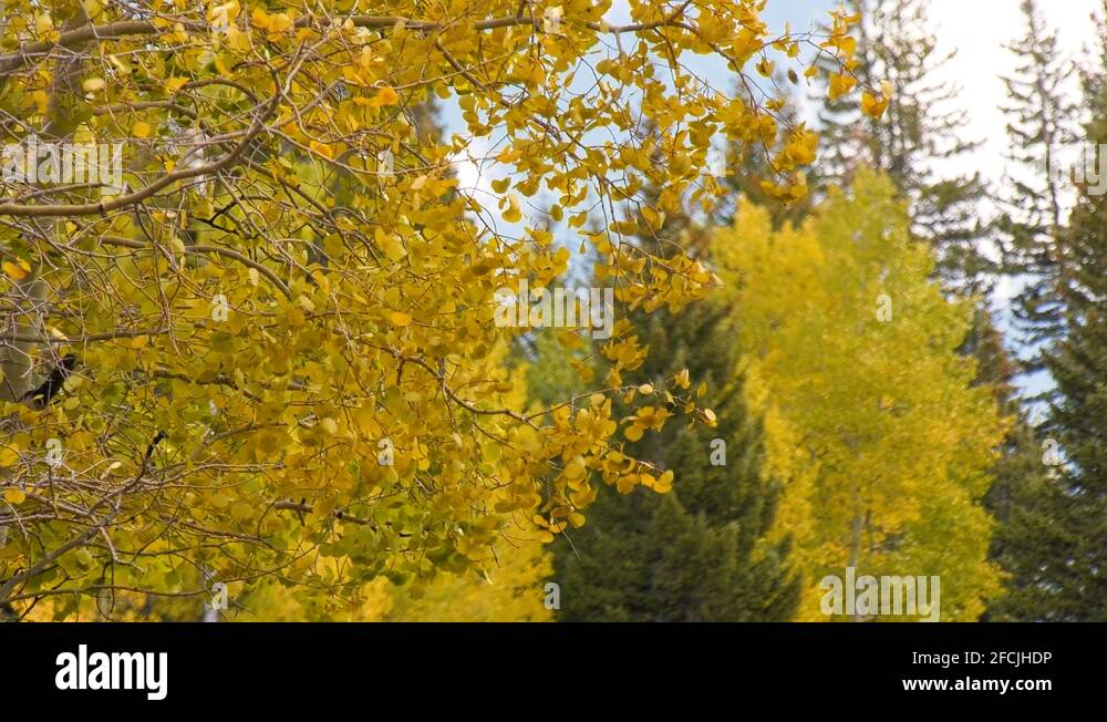 Golden aspen leaves blowing in a strong breeze with other trees in the