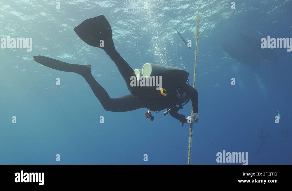 Scuba diving safety stop Stock Videos & Footage HD and 4K Video Clips Alamy