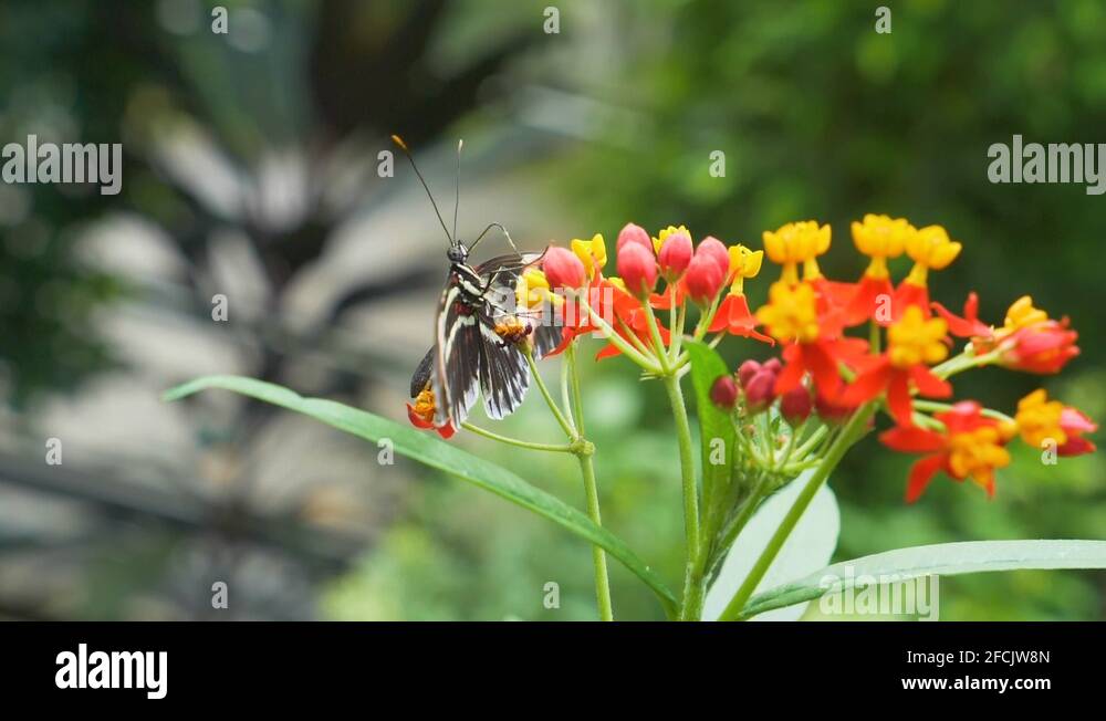 Black and white common lacewing butterfly Stock Videos & Footage HD and 4K Video Clips Alamy