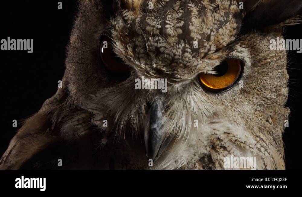 Scary wildlife Stock Videos & Footage HD and 4K Video Clips Alamy