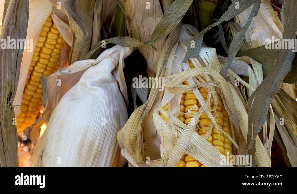 Harvest corn ears Stock Videos & Footage HD and 4K Video Clips Alamy