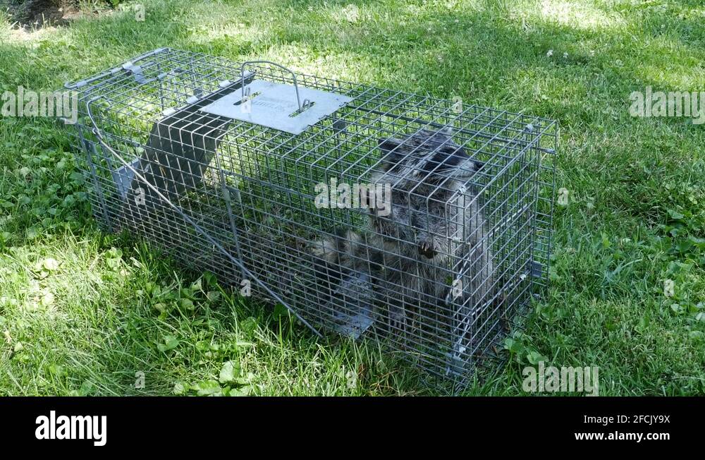 Have a heart trap Stock Videos & Footage HD and 4K Video Clips Alamy