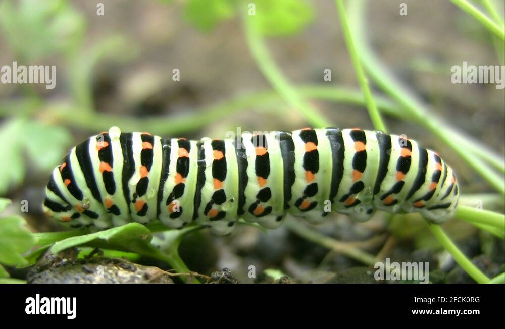 Caterpillars stages Stock Videos & Footage HD and 4K Video Clips Alamy