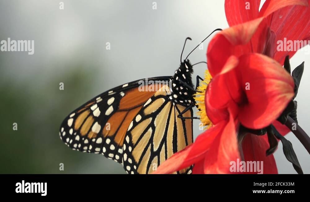 Monarch butterfly drinking nectar from a red dahlia flower Stock Video