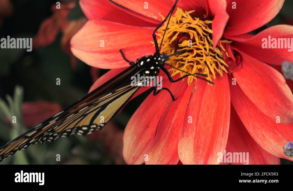 Monarch butterfly drinking nectar from a red dahlia flower Stock Video