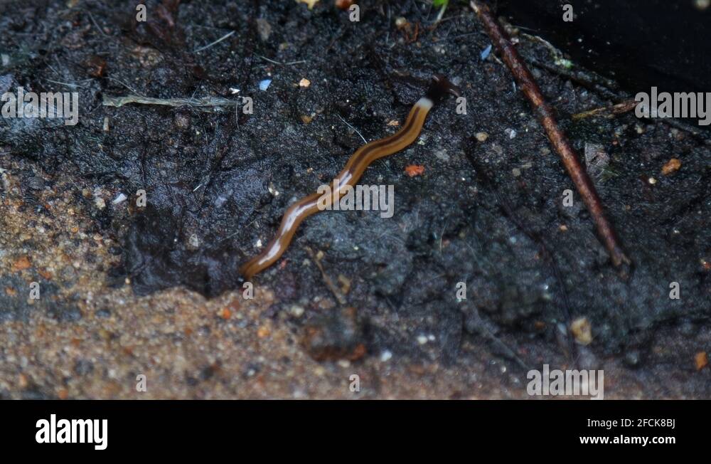 Hammerhead worm Stock Videos & Footage HD and 4K Video Clips Alamy
