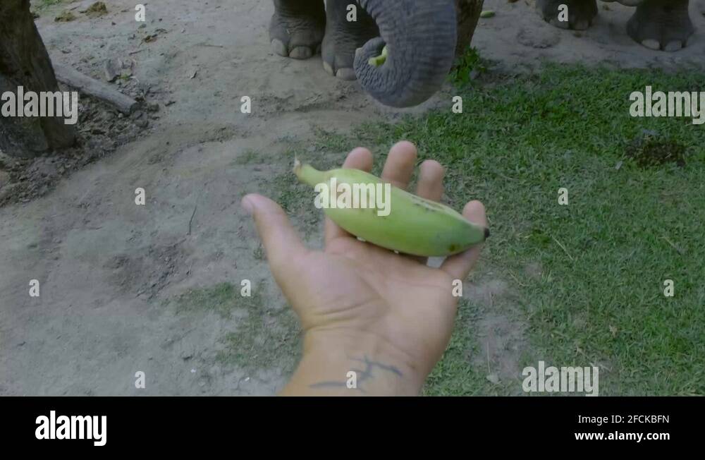 Elephant Trunk Out Stock Videos Footage HD And 4K Video Clips Alamy