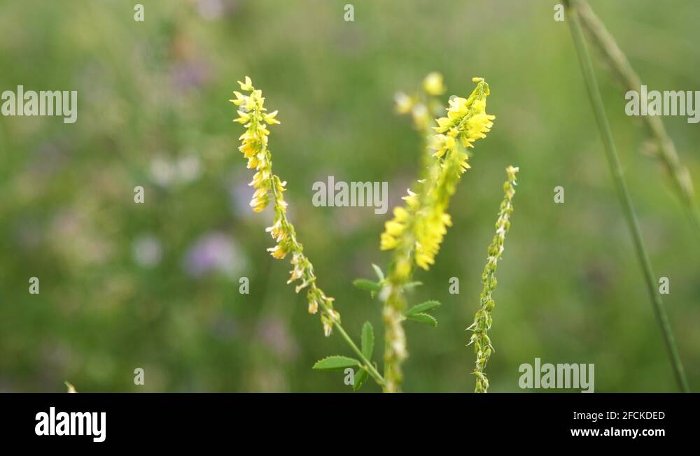 Yellow clover weed Stock Videos & Footage HD and 4K Video Clips Alamy