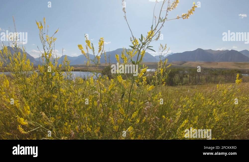 Invasive noxious weed Stock Videos & Footage HD and 4K Video Clips