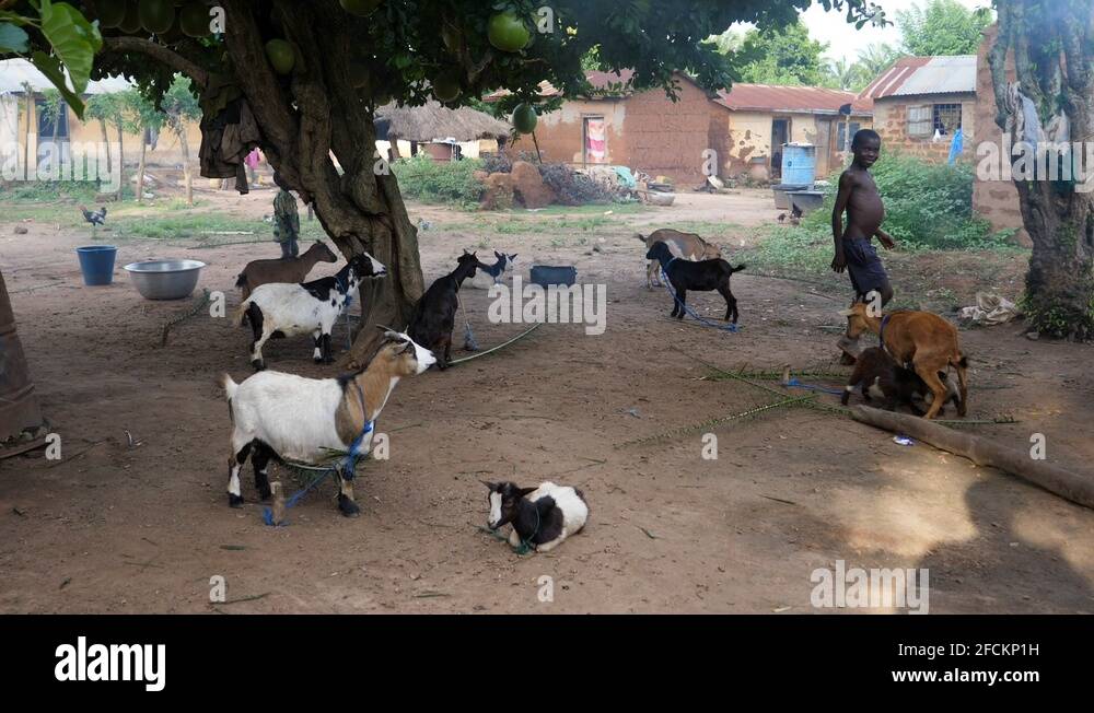 Goat Distended Kwashiorkor child Stock Videos & Footage - HD and 4K Video Clips - Alamy