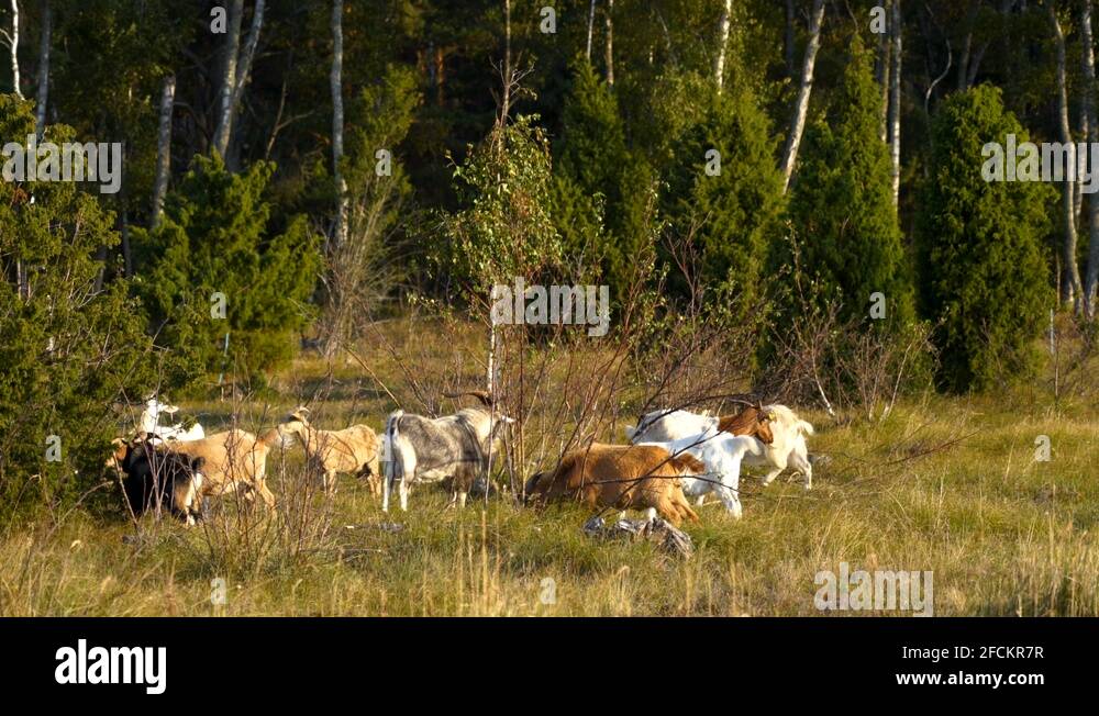 Goat Scratching Horns on a Tree Branch While Other Goats Grazing And