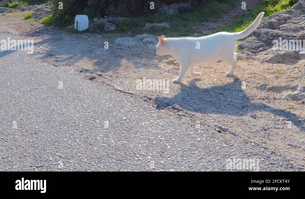 Cat crossing road Stock Videos & Footage HD and 4K Video Clips Alamy