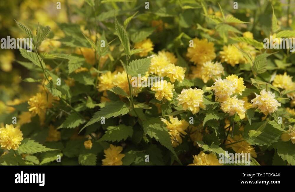 Tuft of leaves Stock Videos & Footage HD and 4K Video Clips Alamy