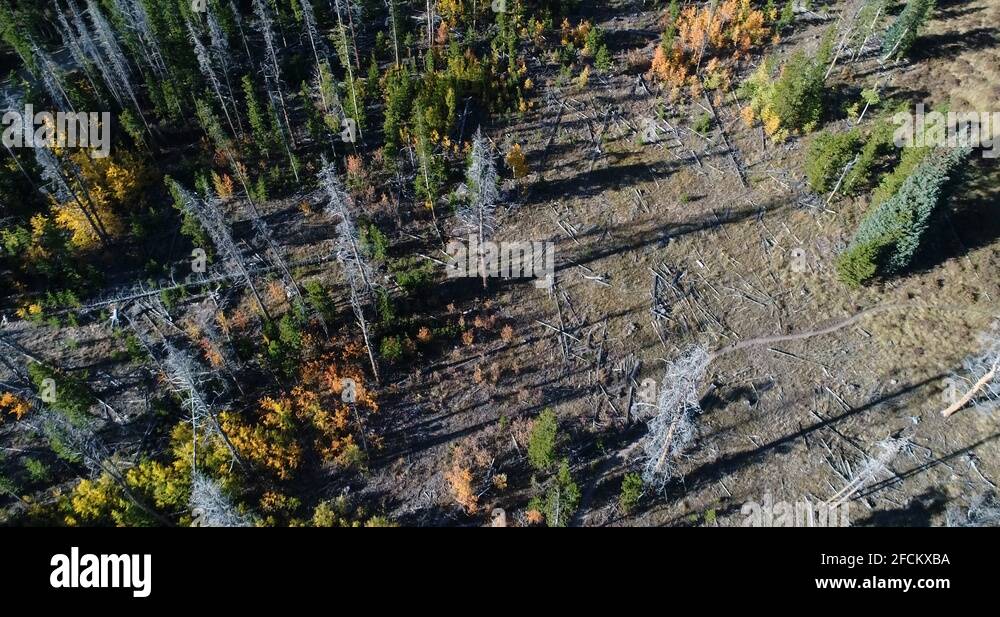 Dead aspens Stock Videos & Footage HD and 4K Video Clips Alamy