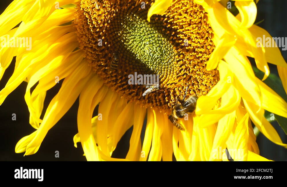 Bumble Bees And Sunflower Stock Videos Footage Hd And 4k Video