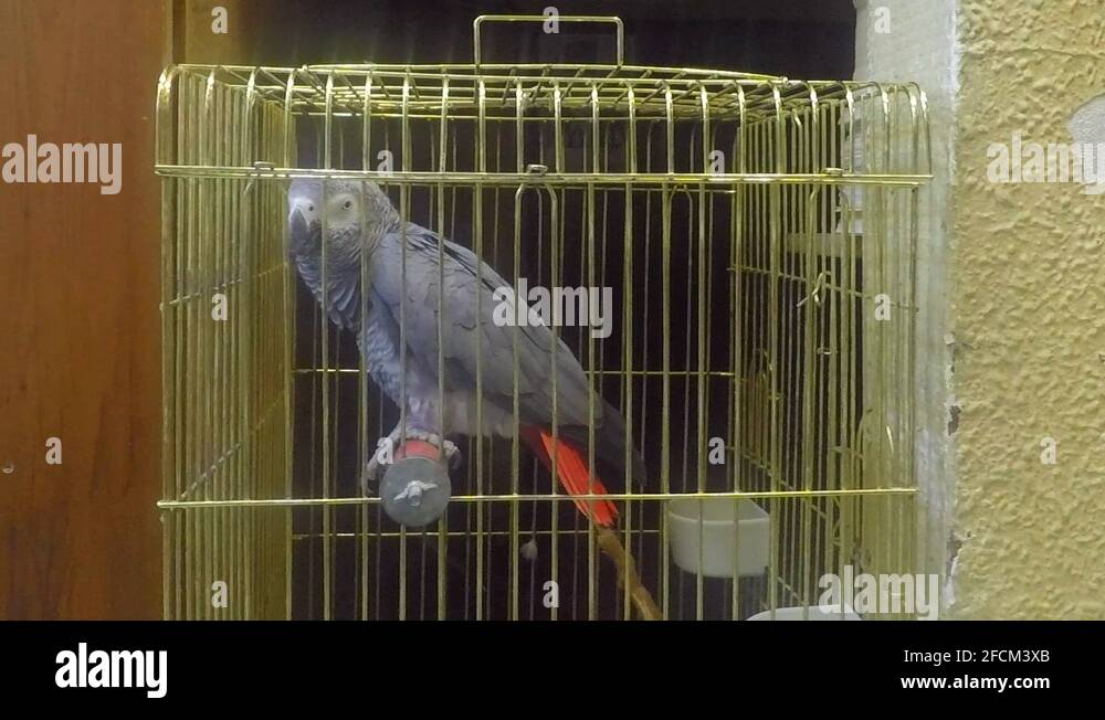 Pretty cage Stock Videos & Footage HD and 4K Video Clips Alamy