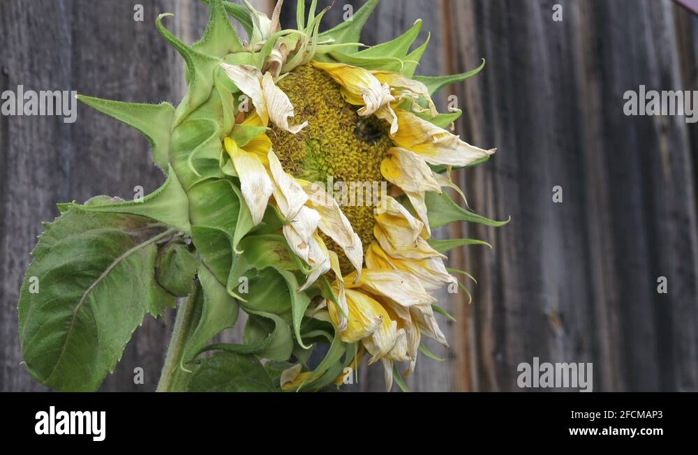 Wilted plant sunflower Stock Videos & Footage HD and 4K Video Clips