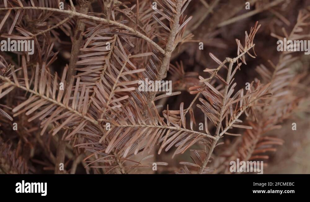 Dead christmas tree Stock Videos & Footage HD and 4K Video Clips Alamy