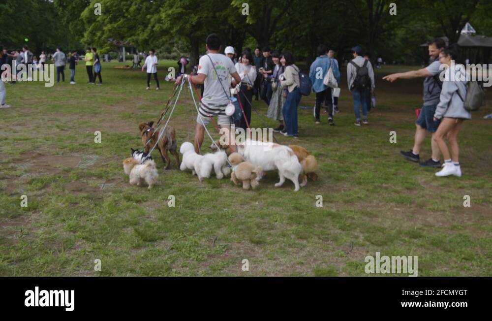 Animal tracking dogs Stock Videos & Footage HD and 4K Video Clips Alamy