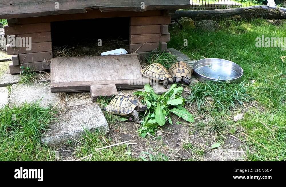 Hermanns tortoise testudo hermanni Stock Videos & Footage HD and 4K
