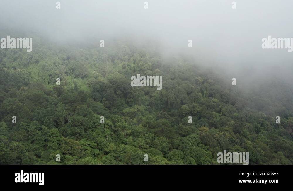 Rainforest drone Stock Videos & Footage - HD and 4K Video Clips - Alamy