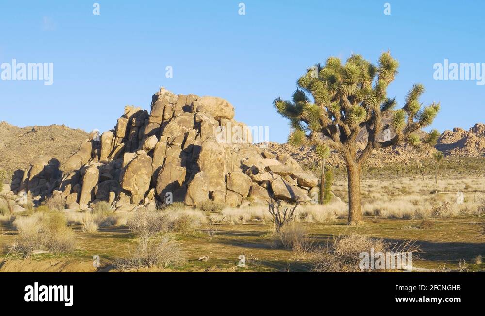 COPY SPACE Fascinating joshua trees grow in the rugged climate of