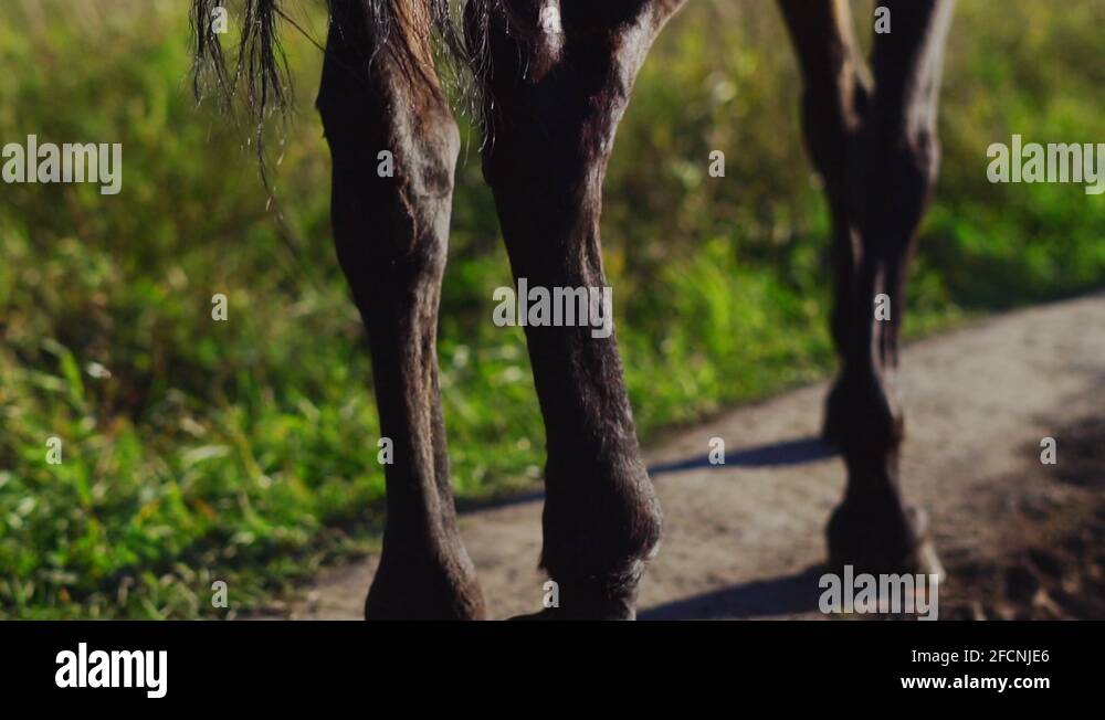 Horse hooves dry Stock Videos & Footage HD and 4K Video Clips Alamy