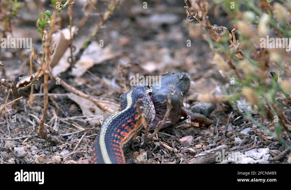 Garter snake trying to swallow its prey Stock Video Footage Alamy