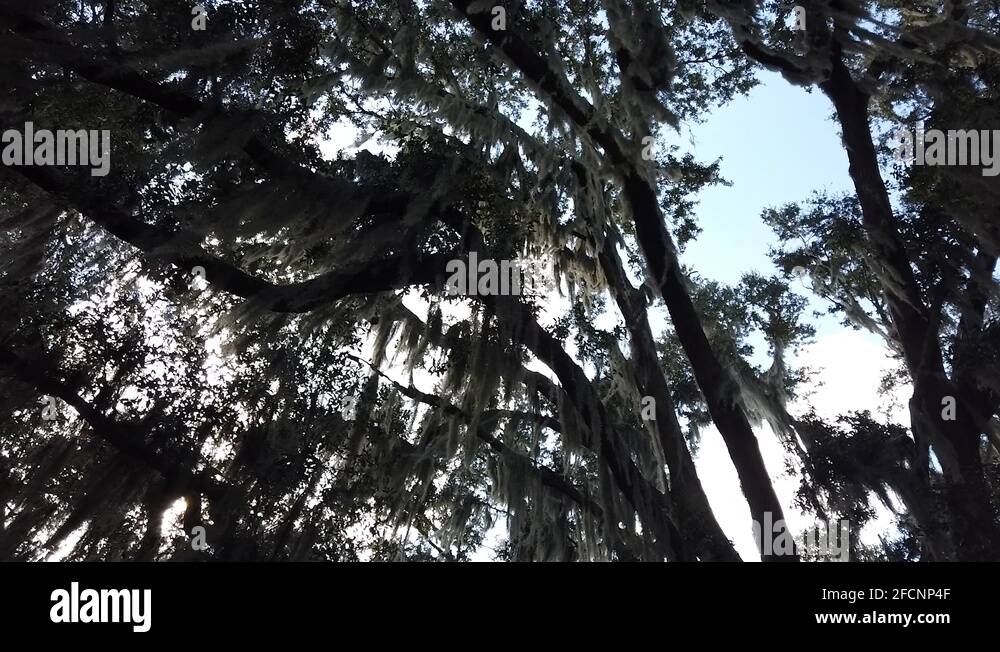 Willow tree blowing in the wind Stock Videos & Footage - HD and 4K ...