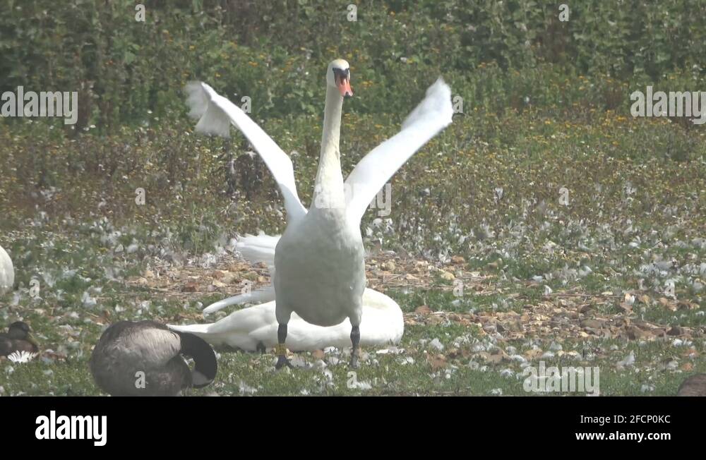 White swan feathers Stock Videos & Footage HD and 4K Video Clips Alamy