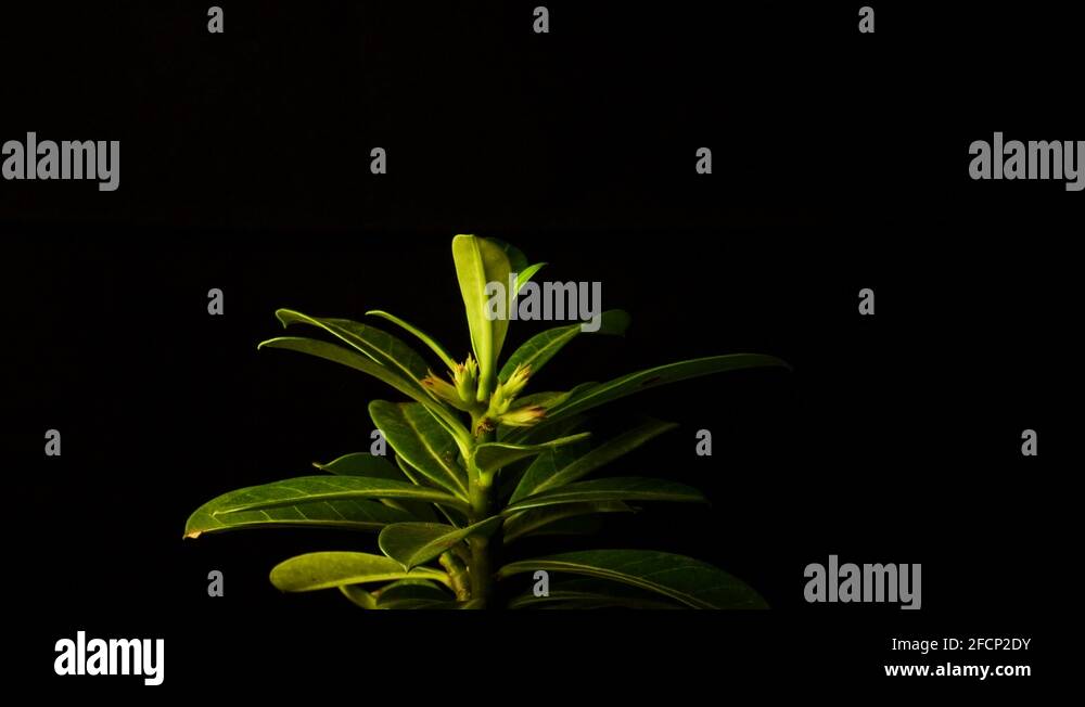 Plant, desert rose, struggling to for new life while wilting it's