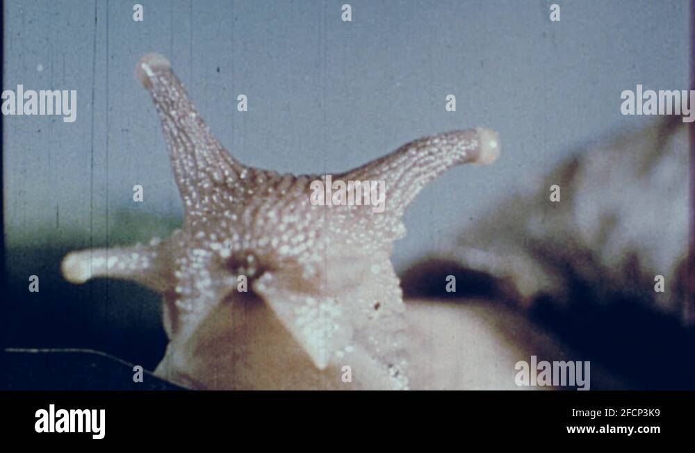 Educational Slimy Garden Snail Eyes on Stalks Squirms Vintage Old Film Movie Stock Video Footage