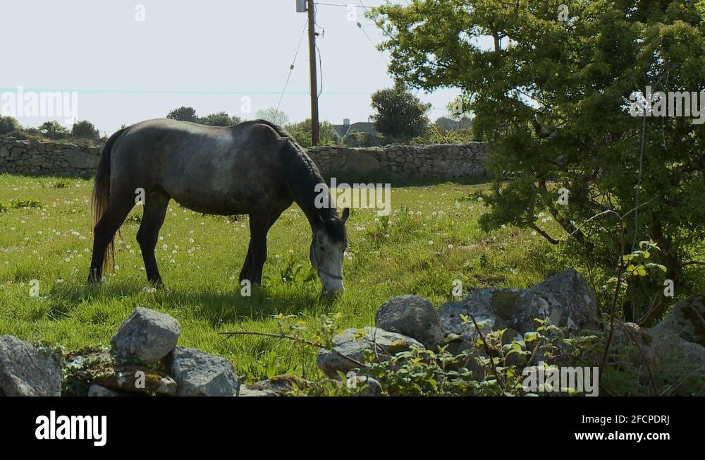 Horse eating weeds Stock Videos & Footage HD and 4K Video Clips Alamy