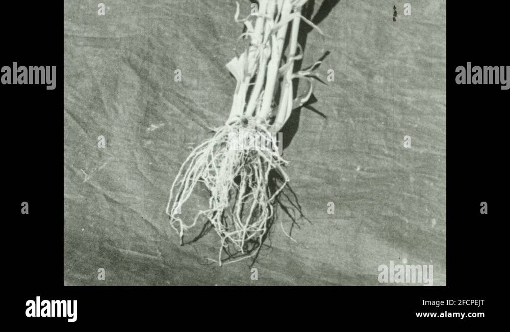 Rye Root Fibrous root Stock Videos & Footage - HD and 4K Video Clips - Alamy