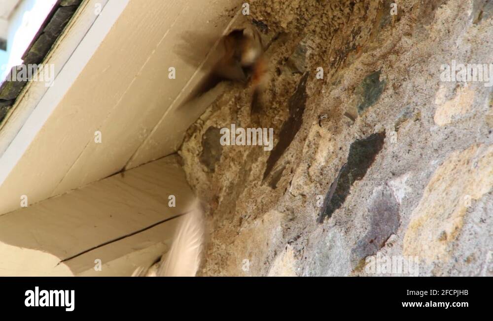 Swallow nest nests Stock Videos & Footage HD and 4K Video Clips Alamy